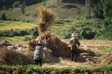 14 November 2020, Farmers rice grain threshing during harvest time in Chiang rai, northern Thailand