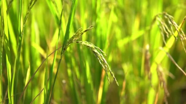 Séquences Riz Frais Ferme Riz Matin — Video