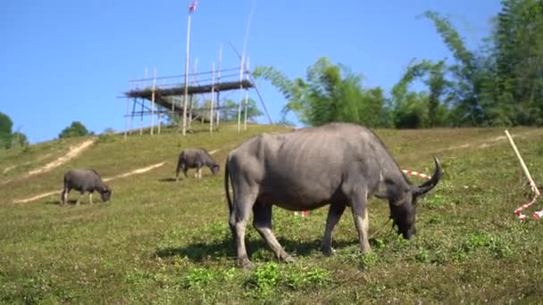 Group Animals Buffalo Eating Grass Field Mountain — Wideo stockowe