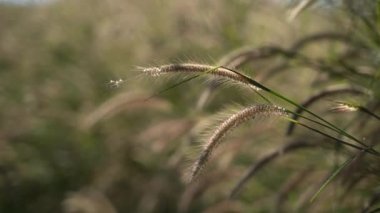 Kuru çimen görüntüsü kuru bitki saman gün batımı