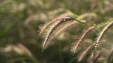 Kuru çimen görüntüsü kuru bitki saman gün batımı