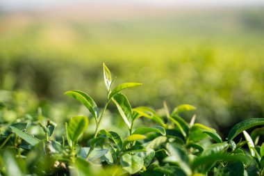Sabahları Chiang Rai çay çiftliğinde yeşil çay yaprakları. Tayland