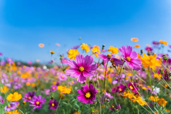 Cosmos Flowers Grassland Morning Nature Flower Concept — Stock Photo, Image