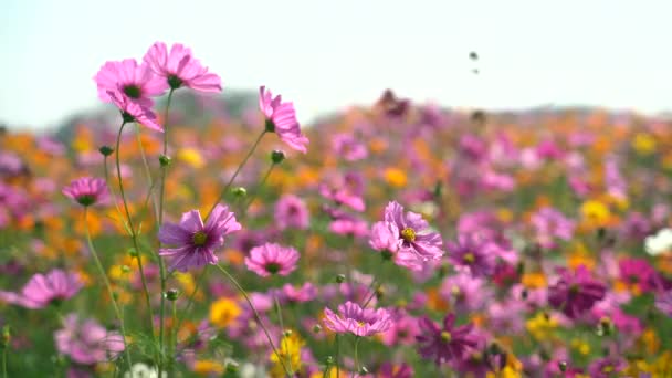 Cosmos Flowers Grassland Morning Nature Flower Concept — Stock Video