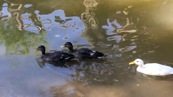 Grupo Patos Nadando Estanque — Vídeo de stock