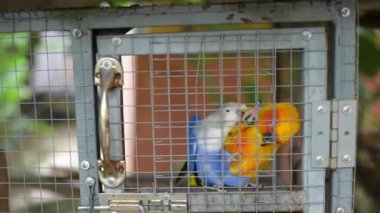 Hayvanat bahçesindeki kafeste güzel beyaz kuşun görüntüsü.