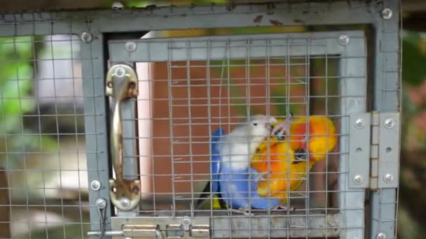 Filmagem Belo Pássaro Branco Gaiola Zoológico — Vídeo de Stock