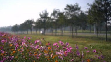 Sabah çayırların kozmos çiçekleri, doğa çiçeği konsepti.