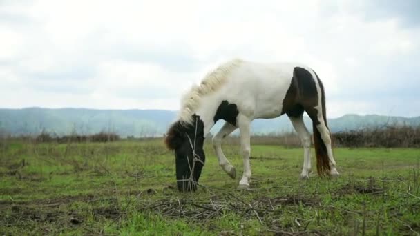 Footage Horse Eating Grass Lawn — Stock Video