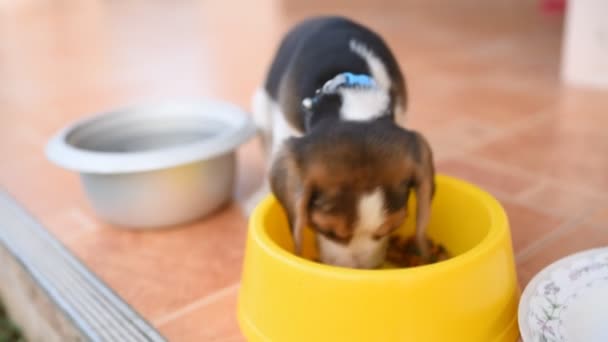 Cute puppy beagle eating on the floor — Stock Video