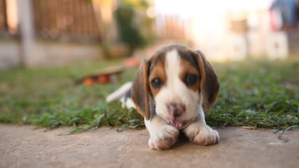 Słodkie szczeniak beagle gra na zielonym polu — Wideo stockowe
