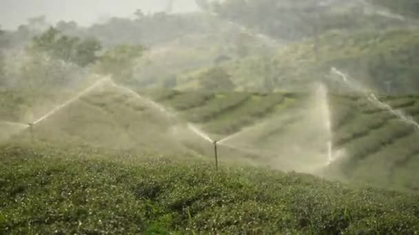 Springer Trabalhando Fazenda Chá Verde Chiang Rai Tailândia — Vídeo de Stock