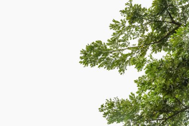 Tropikal ağaç, beyaz arkaplanda izole dallar bırakır