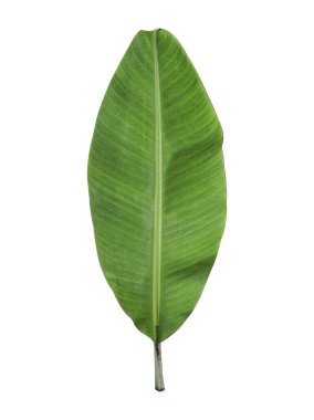 Beyaz arkaplanda muz yaprağı izole