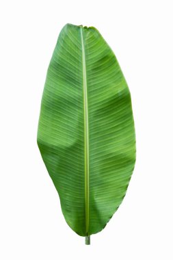 Beyaz arkaplanda muz yaprağı izole