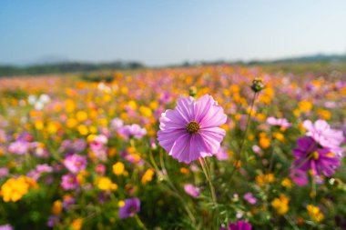 Bahçedeki kozmos çiçekleri, doğa çiçekleri konsepti.