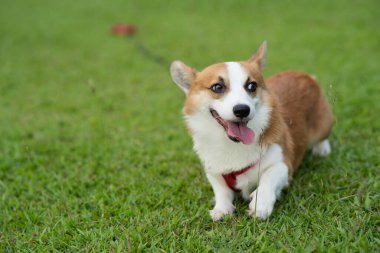 Bahçedeki çimlerde oynayan tatlı Corgi köpeği.