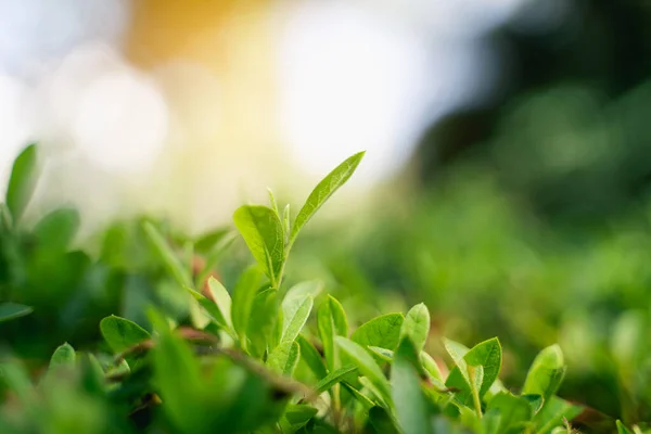 Close Folha Verde Jardim Conceito Natureza — Fotografia de Stock