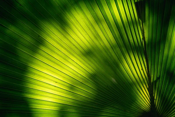 Primo Piano Della Foglia Verde Giardino Concetto Natura — Foto Stock