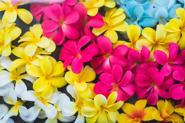 Colorful Plumeria flowers, flowers background concept