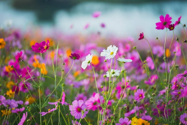 Flor Cosmos Pastizales — Foto de Stock