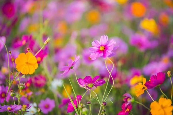 Cosmos Flower Grassland — Stock Photo, Image