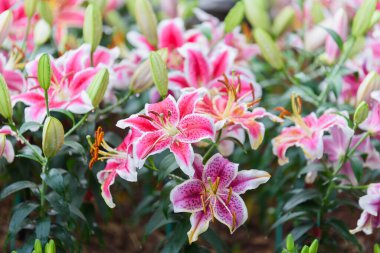 Bahçedeki zambak çiçekleri