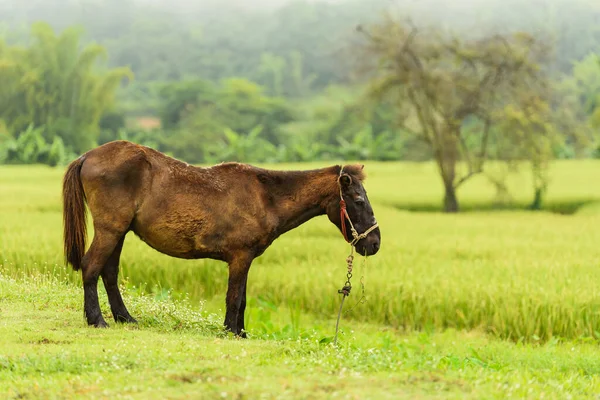 Cheval Sur Herbe Verte Matin — Photo