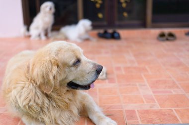 Uykulu yüz Golden Retriever köpek