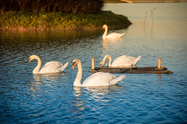 Cisne no lago — Fotografia de Stock