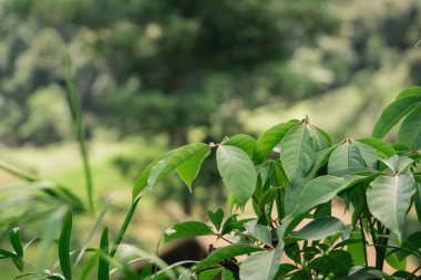 Serene Açık Ortamı 'ndaki Yumuşak Bulanık Doğal Arkaplan Karşısında Taze Yeşil Yaprakların Yakın Görüntüsü