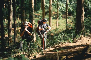 Sırt çantalarıyla yemyeşil ormanı keşfetmeye hevesli yürüyüşçüler, yürüyüş direkleri ve uzun ağaçların arasından süzülen güneş ışığı canlı vahşi doğa macerası.