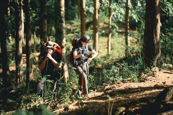 Sırt çantalarıyla yemyeşil ormanı keşfetmeye hevesli yürüyüşçüler, yürüyüş direkleri ve uzun ağaçların arasından süzülen güneş ışığı canlı vahşi doğa macerası.