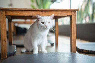 Masanın Altındaki Beyaz Kedi, Kapalı Çevrede, İlginç İfadeli, Rahat ve Davetkar Atmosferli Kameraya Bakıyor, Evcil Hayvan Dost Alanı