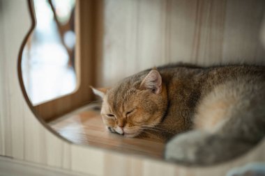 Yumuşak Kedi Huzurlu Tahta Kedi Evi 'nde Huzurlu Bir Ortam İçin Sıcak Doğal Işık ve Yumuşak Dokularla çevrili Yumuşak Kedi Uyuyor