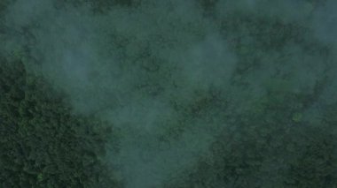 Ağaç tepelerinin üzerindeki sisli sis ile yemyeşil orman örtüsü, sabahın erken saatlerinde doğanın sükuneti yukarıdan yansıtılıyor.