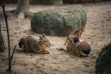 Üç küçük kahverengi tavşan, gündüz saatlerinde yosun kaplı kayaların yanında, kumlu zeminde dinleniyor.