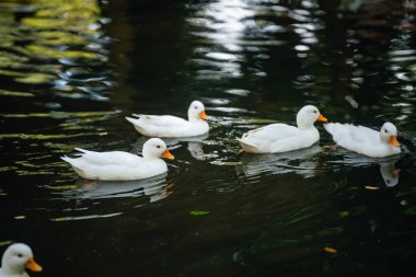 Beyaz Ördekler, sudaki yemyeşil ağaçlar ve doğanın yansımalarıyla çevrili sakin bir gölde zarifçe yüzüyorlar.