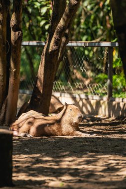 Ağaçların Altındaki Doğada Yumuşak Güneş Işığıyla Rahatlayan Capybara Yapraklar Arasında Sıcak Bir Gün Açık Hava Ortamı İçin Süzülüyor