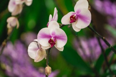 Su damlacıklarıyla narin beyaz ve pembe orkideler yumuşak bulanık arkaplan renklerine sahip canlı bir bahçe ortamında doğal güzelliklerini sergiliyorlar.