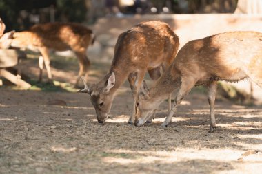 Güneşli bir günde güneşli bir havada otlayan bir grup geyik, sakin bir sahnede ağaçların arasından süzülen yumuşak güneş ışığını sergiliyor.
