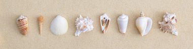 Kumsaldaki deniz kabukları. Kopyalama alanı olan üst görünüm. Düz yatıyordu.