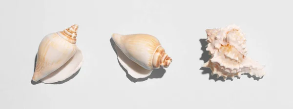 Seashells Com Sombras Duras Fundo Branco — Fotografia de Stock