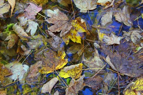 Лист в осінній воді — стокове фото