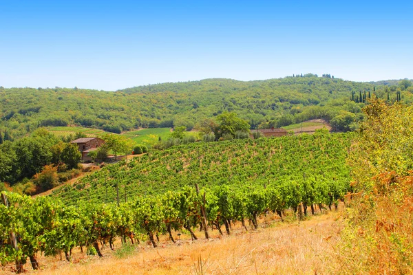 Chianti içinde asma