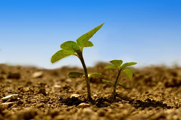 Kleine und große Sonnenblume — Stockfoto