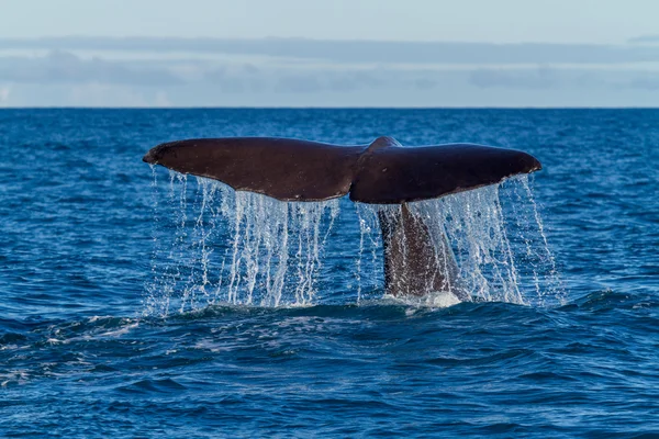 The tail of a Sperm Whale diving — Stock Photo, Image