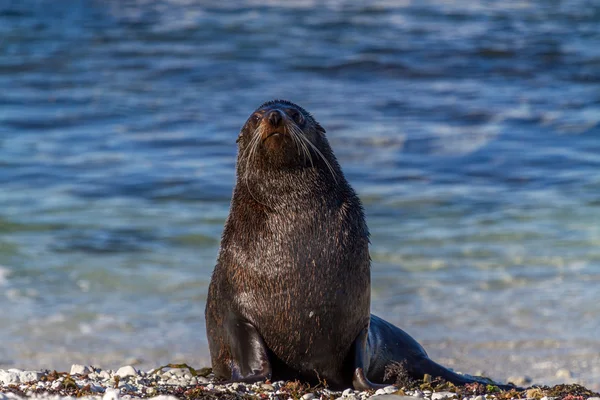 Seal looking at camera — Stock Photo, Image