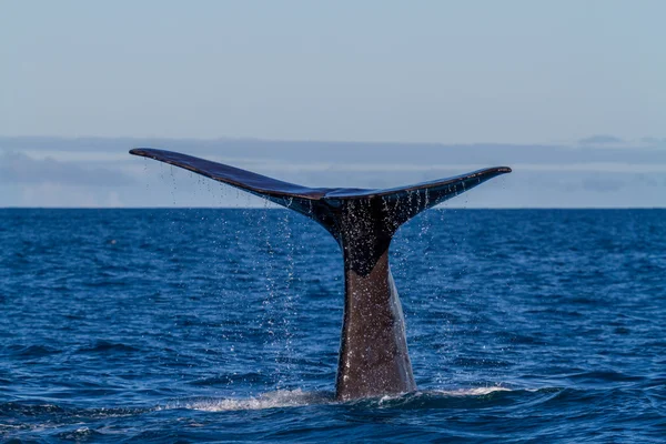 The tail of a Sperm Whale diving. — Stock Photo, Image