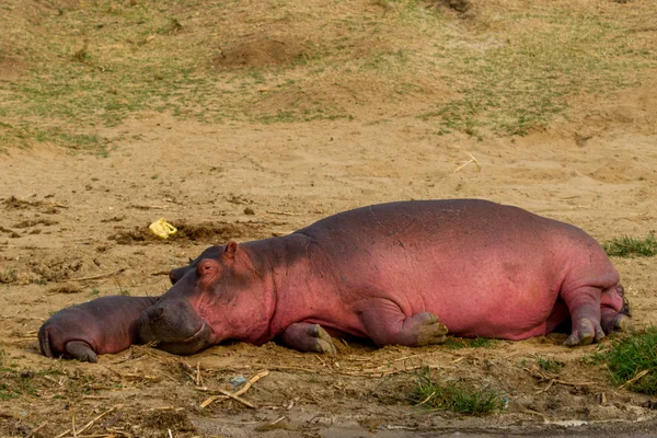 Sleeping hippo calf — Stock Photo, Image